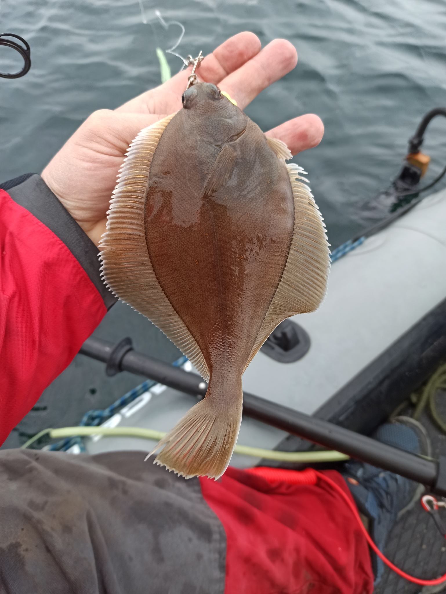 Fish Finders Seattle Fishing Charters- fish in his hand