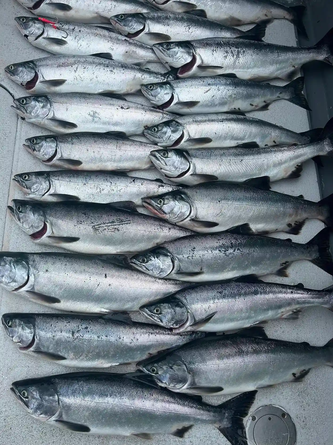 Pink Salmons