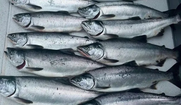 Pink Salmon (Humpies)